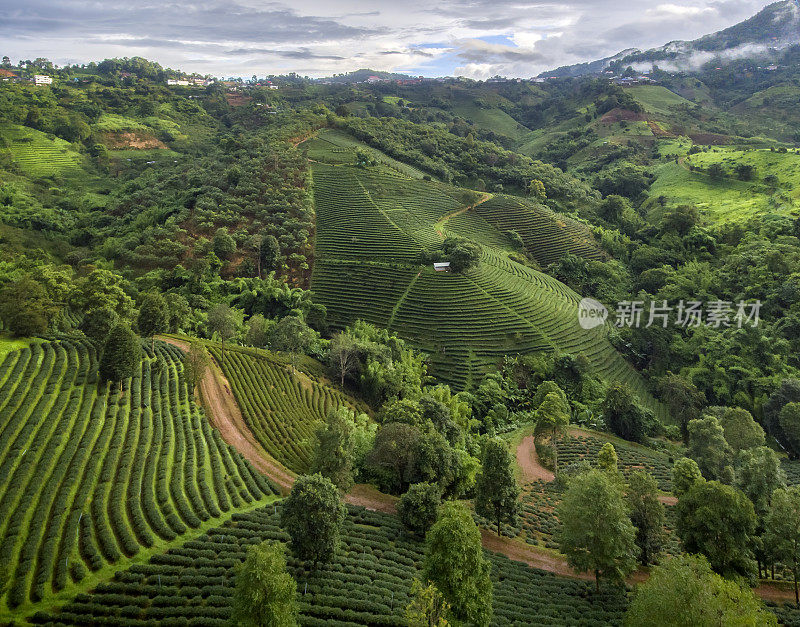 无人机拍摄(鸟瞰图)上午在泰国清莱的Doi Mae Salong茶园景观